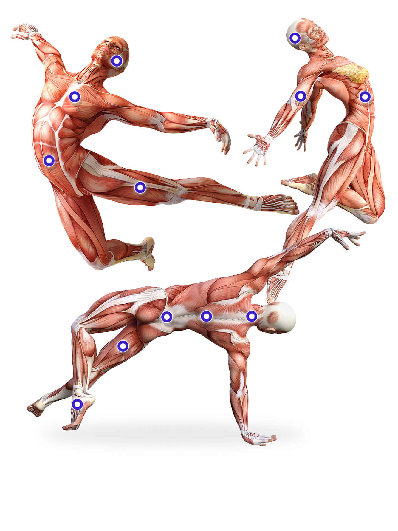 Corpo umano